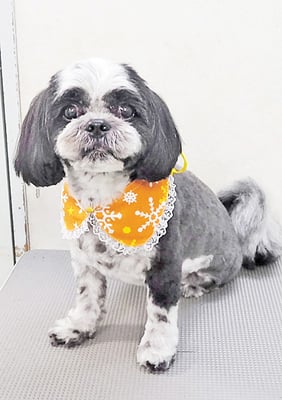 鍋山二コラちゃん