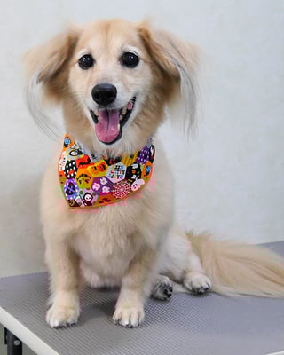 江口エルちゃん