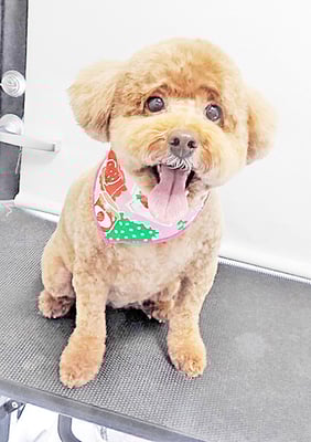 木村プリンちゃん