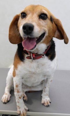 坂元ハナちゃん