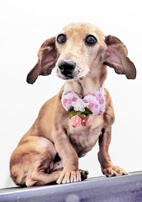 別府モモちゃん