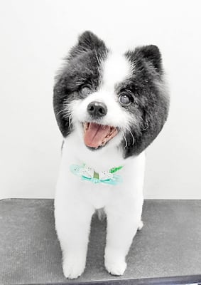 八木マリアンちゃん