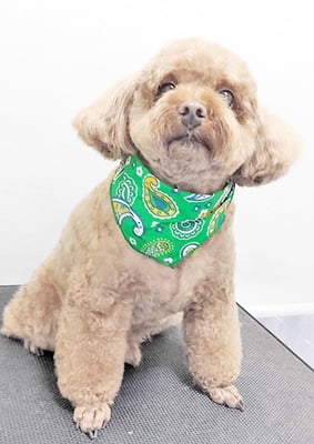 新屋敷コウちゃん