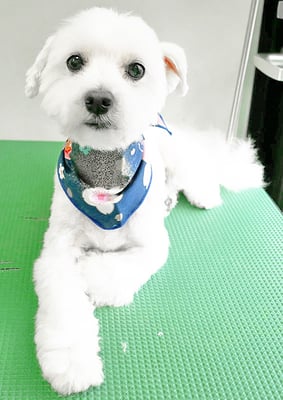 山口フウタちゃん