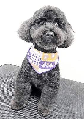 本坊ダノちゃん