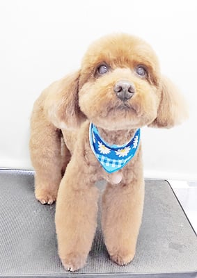 佐々木マルちゃん