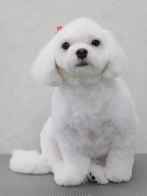 田代ジャスミンちゃん