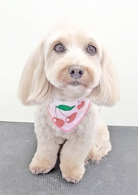 谷山ナナちゃん