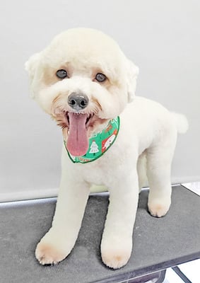 石元ポチャちゃん