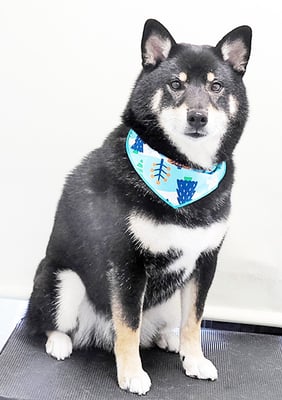 貴島ボタンちゃん