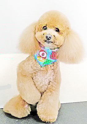 佐多ぶいちゃん