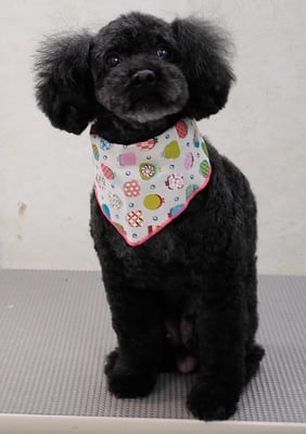 藤村スピナちゃん