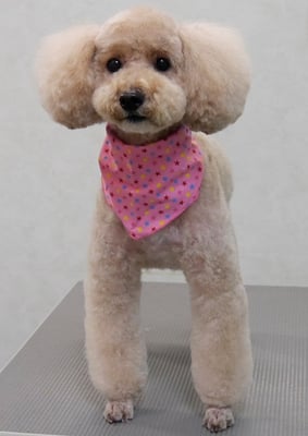 岩元アップちゃん