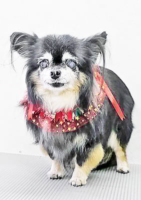 福留まろちゃん