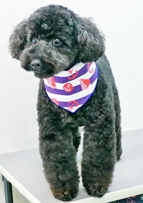 本坊ダノちゃん