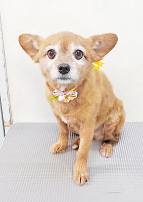 助村るうちゃん