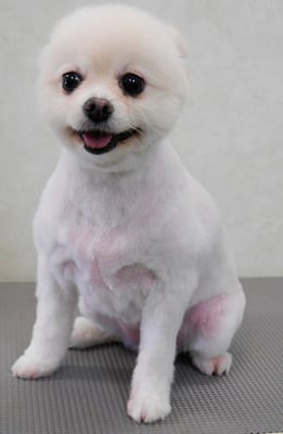 森崎ピュアちゃん