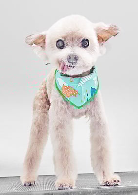 野口ティガちゃん