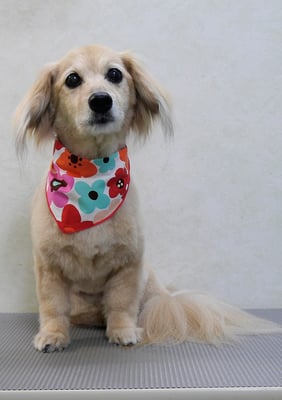 江口エルちゃん