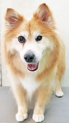 村松ゴンちゃん