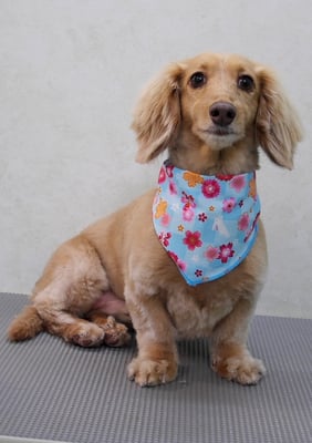 片山マルルちゃん