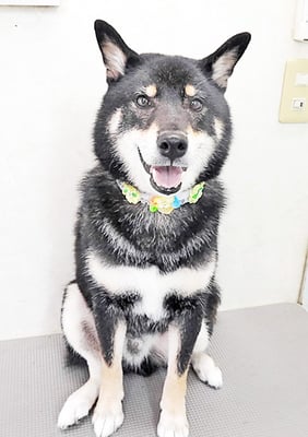 貴島ボタンちゃん