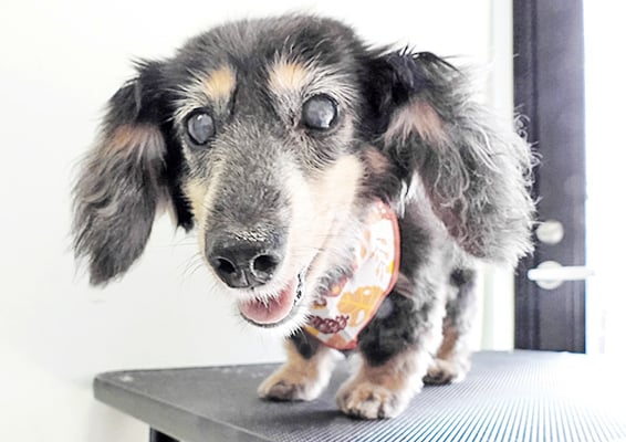 谷口チョコちゃん