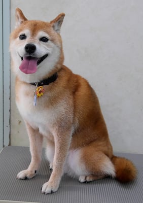 藤井リンちゃん