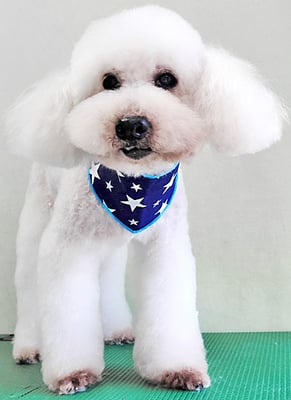 工藤ぷー太郎ちゃん