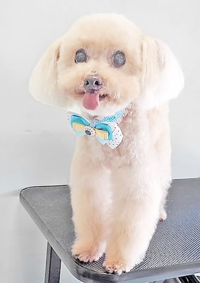 野口ティガちゃん