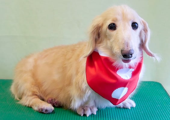 鳥越ハッピーちゃん