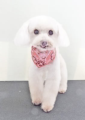 田淵コマロちゃん