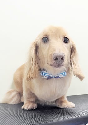 前薗パルちゃん