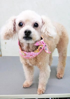 川原モップちゃん