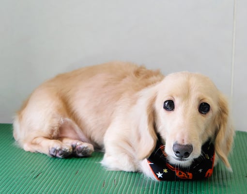 鳥越ハッピーちゃん