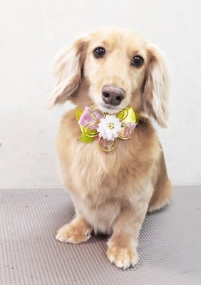 片山マルルちゃん