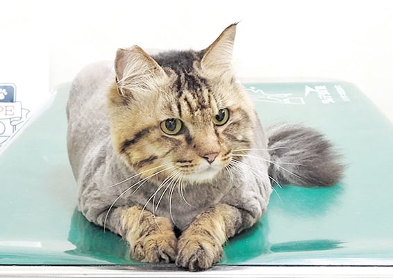 吉井トムちゃん