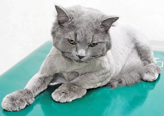 竹部うめちゃん