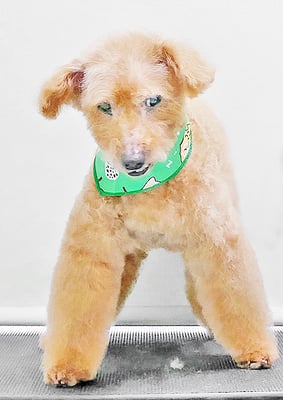 前田ソルファちゃん