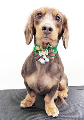 古木ポムちゃん