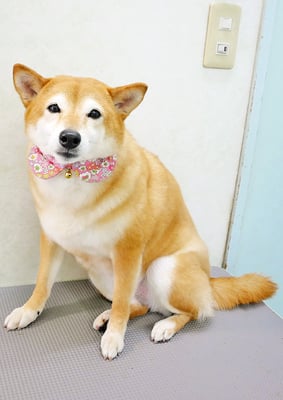 有馬コナツちゃん