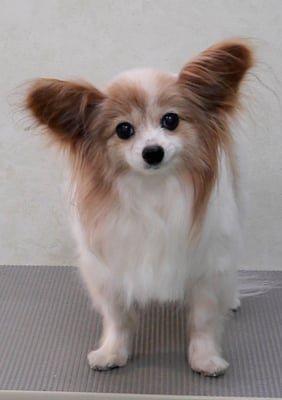 児島ヴィヴィアンちゃん