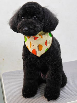 本坊ダノちゃん