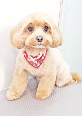 郡山モカちゃん