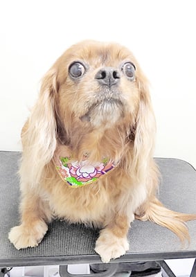 橋口ルビーちゃん