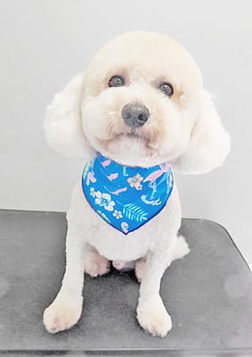 有村ルークちゃん