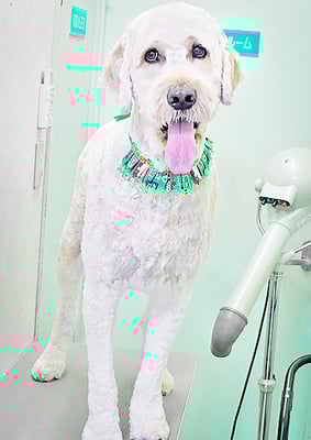 手島ミチちゃん