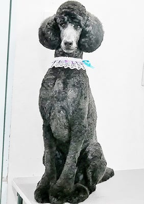 中野小豆ちゃん