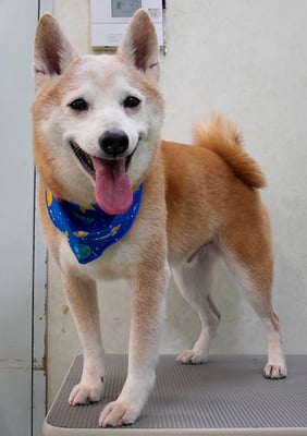 有馬コタロウちゃん