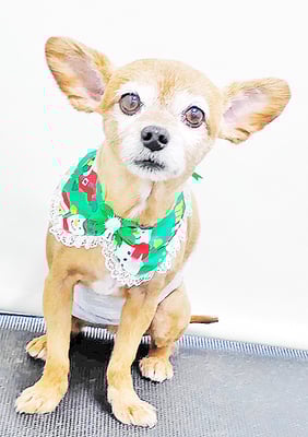 助村ルウちゃん